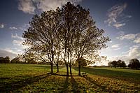 1185 Backlit Stand Of Trees Chris Gilbert, Ravenseye Gallery, Peak District, Photographs, Courses